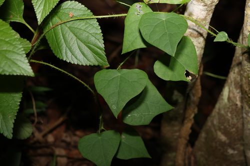 Echinostephia aculeata (Echinostephia aculeata)