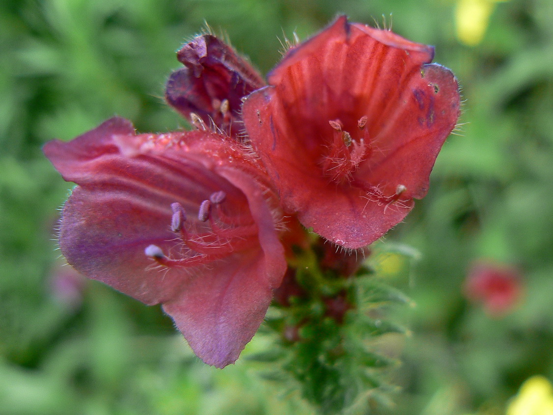 Cretan viper's bugloss: Echium creticum, Massif des Maures (France). Detail of flower.