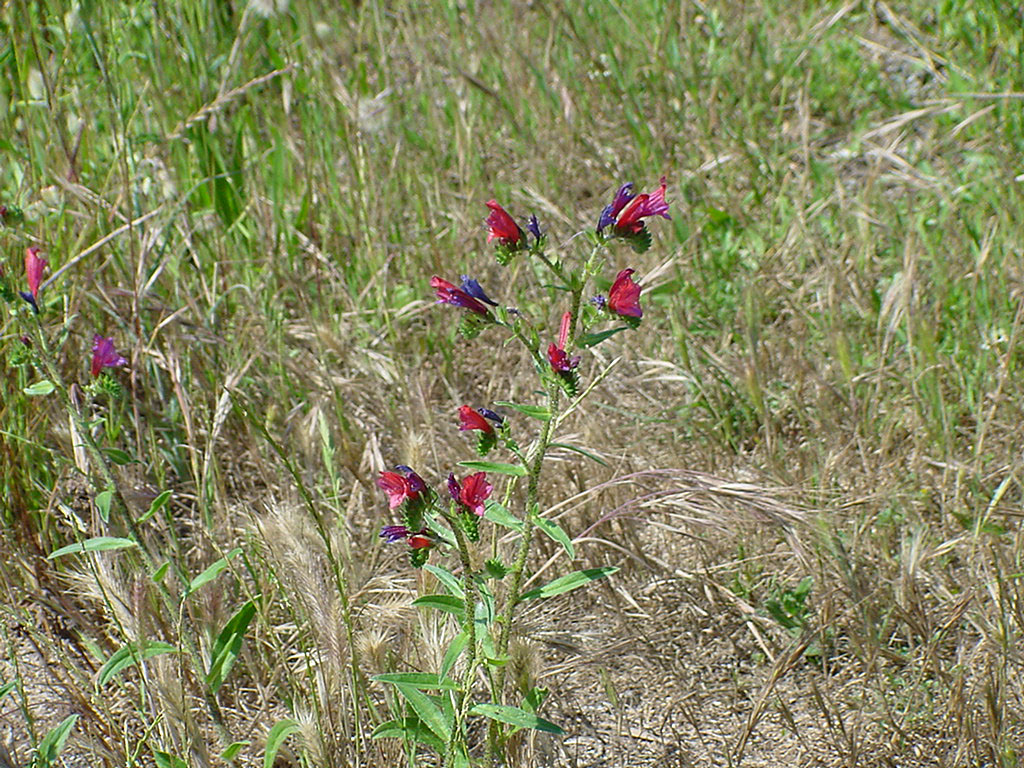 Cretan viper's bugloss: Echium creticum , Vipérine de Crète