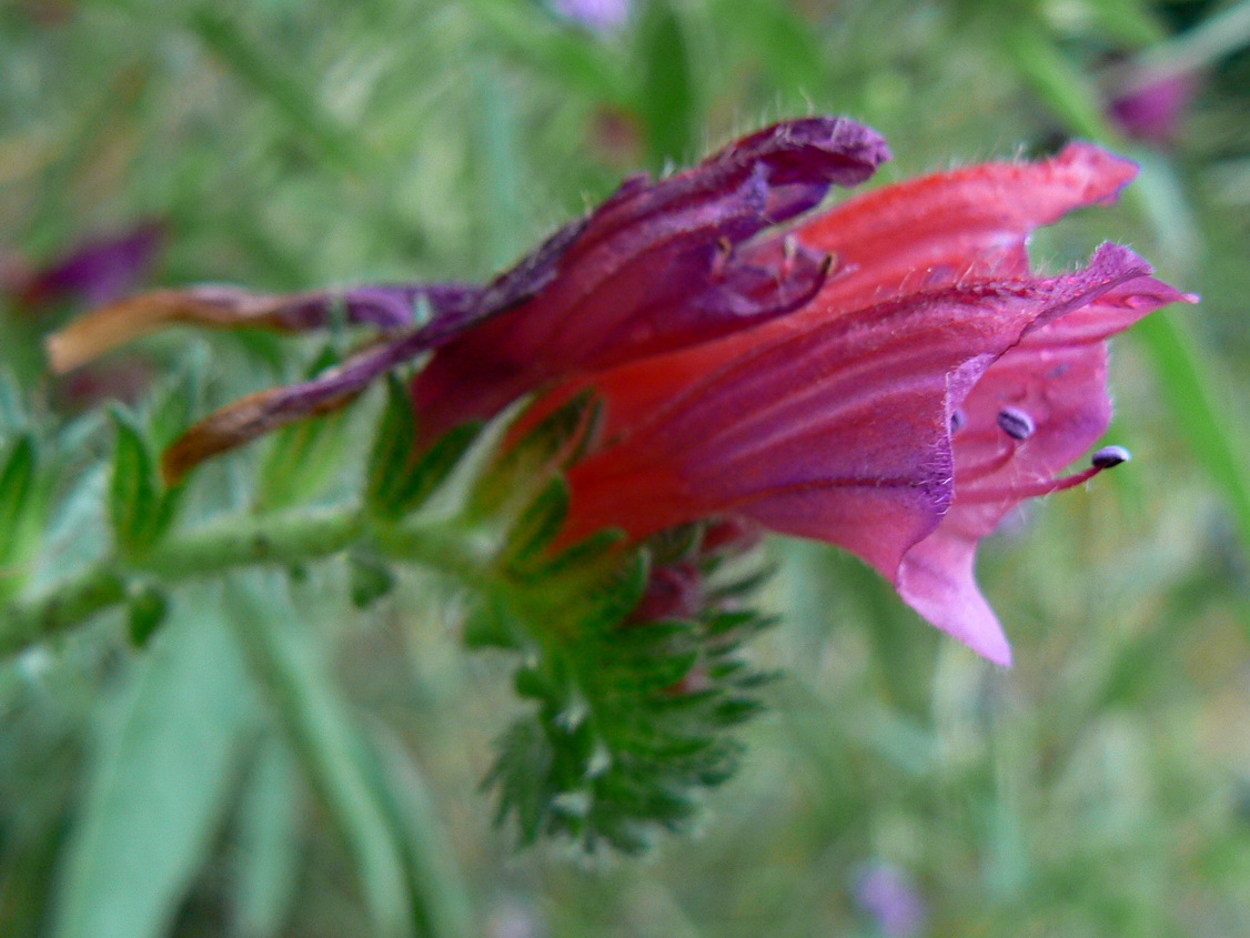 Cretan viper's bugloss: Echium creticum, Massif des Maures (France). Detail of flower.