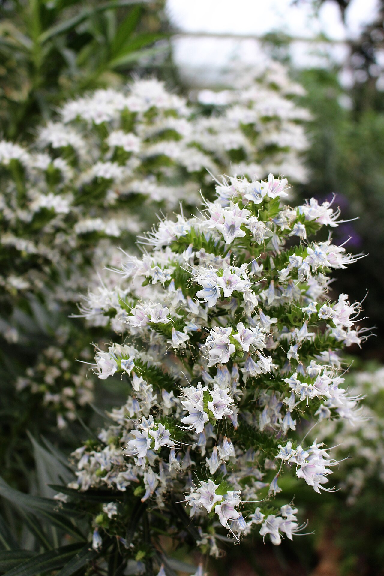 Echium decaisnei: Echium decaisnei in Kew Gardens, England.