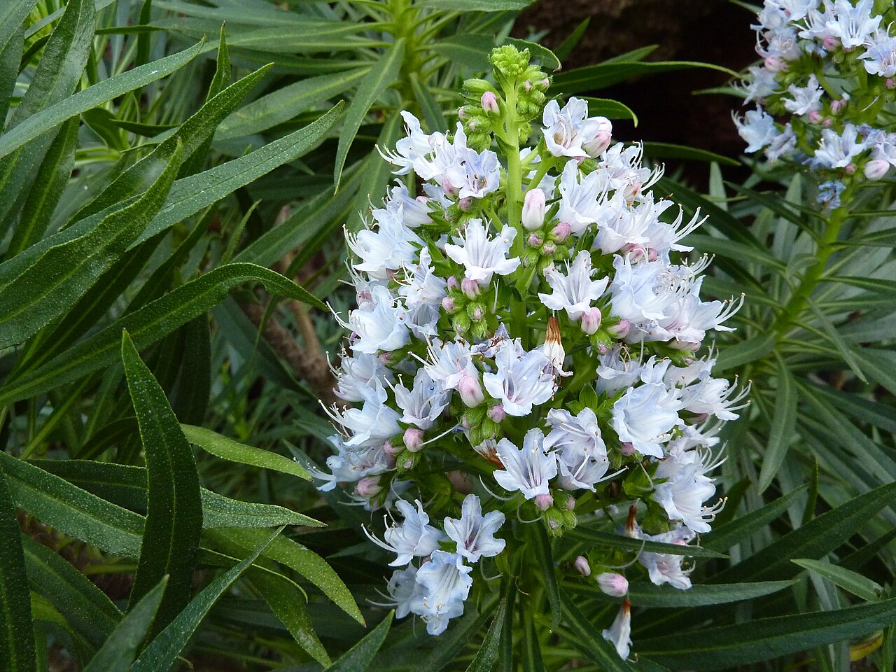 Echium decaisnei: Echium decaisnei in the Jardín Botánico Canario Viera y Clavijo .