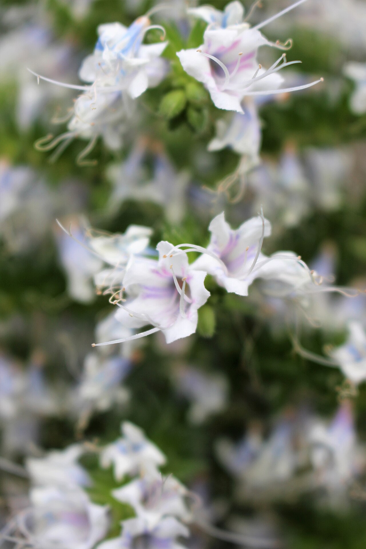 Echium decaisnei: Echium decaisnei in Kew Gardens, England.