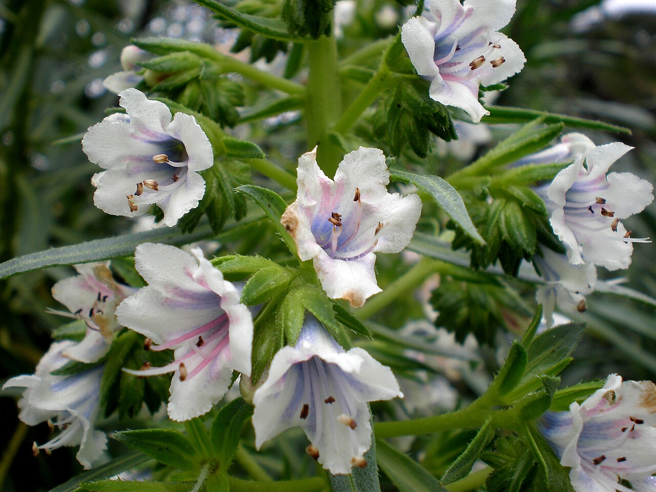 Echium decaisnei: Jardín Botánico de Barcelona.