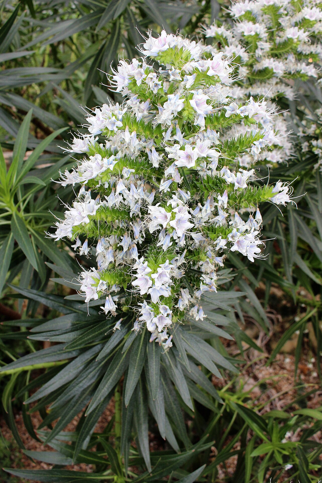 Echium decaisnei: Echium decaisnei in Kew Gardens, England.