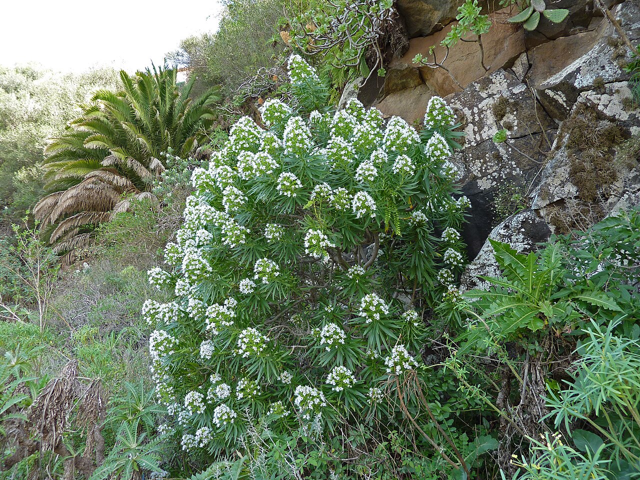 Echium decaisnei: Echium decaisnei in the Jardín Botánico Canario Viera y Clavijo .