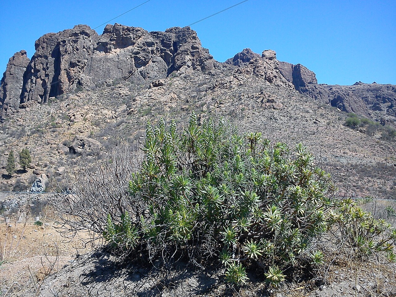 Echium decaisnei: Echium decaisnei in Gran Canaria