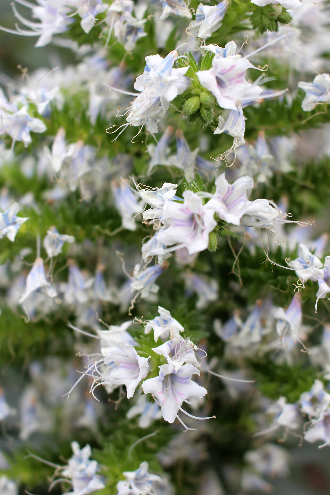 Echium decaisnei: Echium decaisnei in Kew Gardens, England.