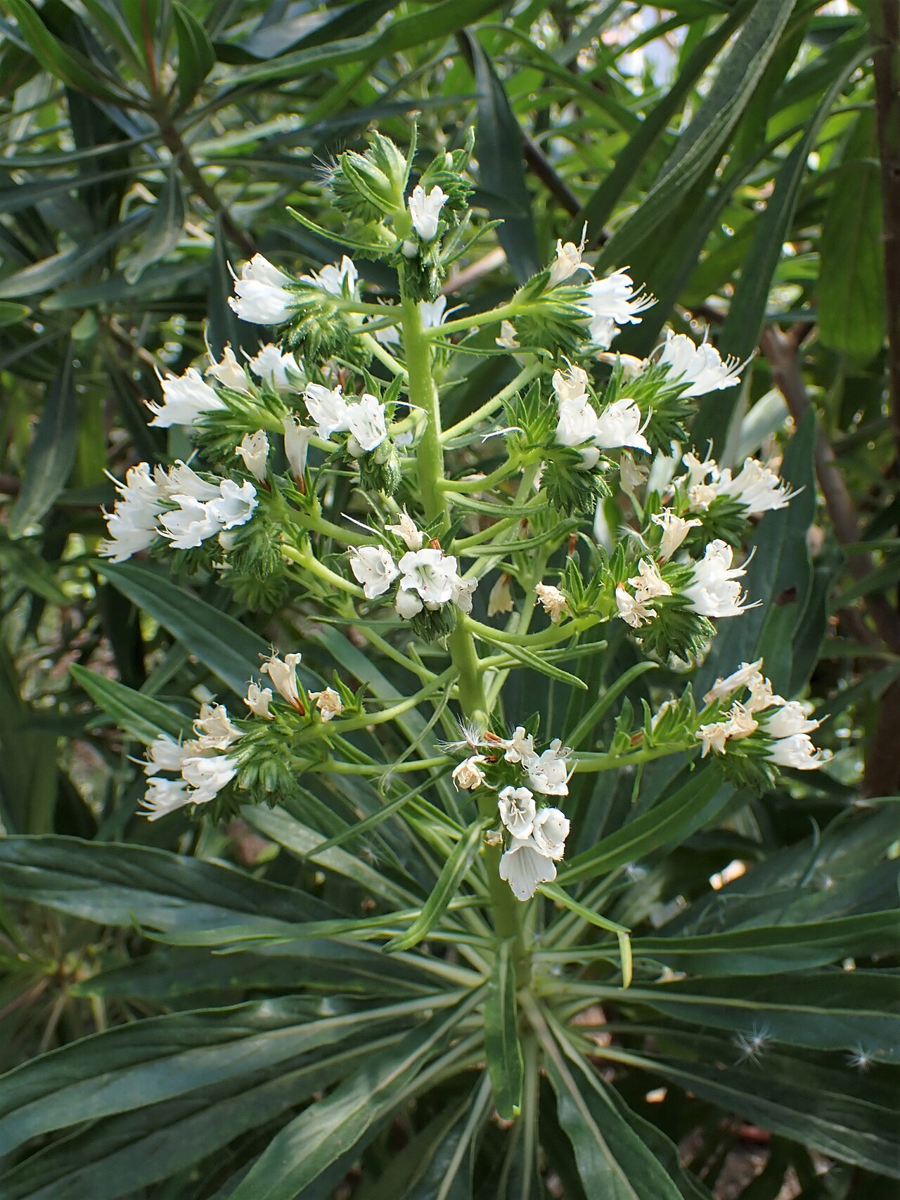 Echium decaisnei: Echium decaisnei in the Botanischer Garten, Berlin-Dahlem