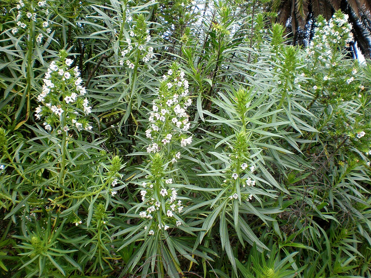 Echium decaisnei: Jardín Botánico de Barcelona.