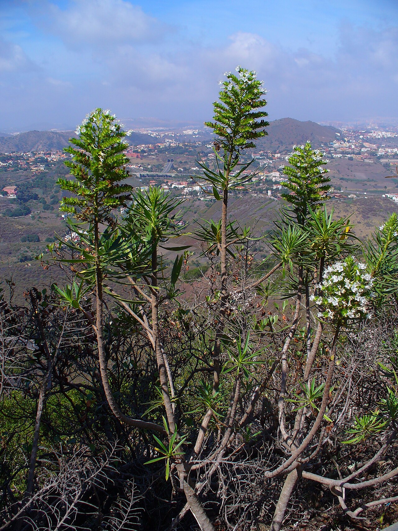 Echium decaisnei: Pico de Badama, Gran Canaria, Canary Islands, Spain.