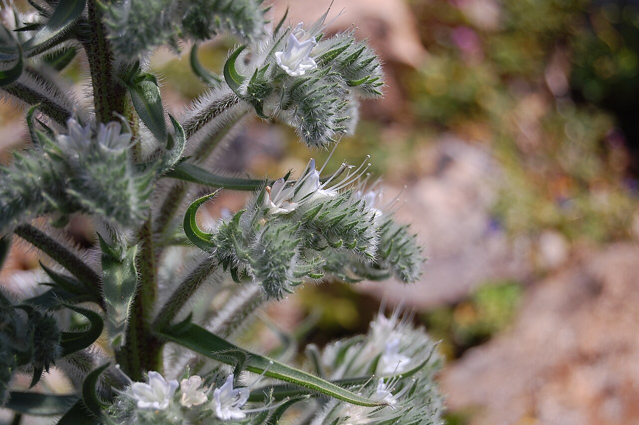 Italian viper's bugloss: Echium italicum subsp. siculum Riserva naturale Monte Pellegrino , Palermo