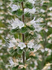 Italian viper's bugloss (Echium italicum)