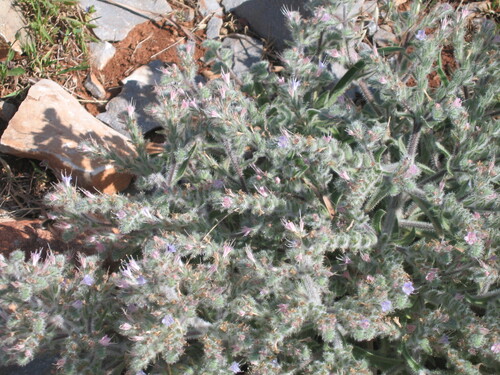 Italian viper's bugloss (Echium italicum)