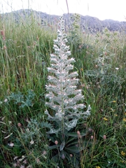 Italian viper's bugloss (Echium italicum)