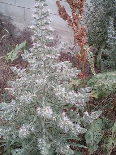Italian viper's bugloss (Echium italicum)