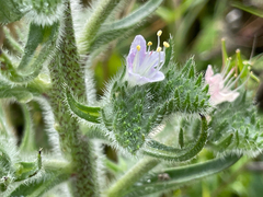 Italian viper's bugloss (Echium italicum)