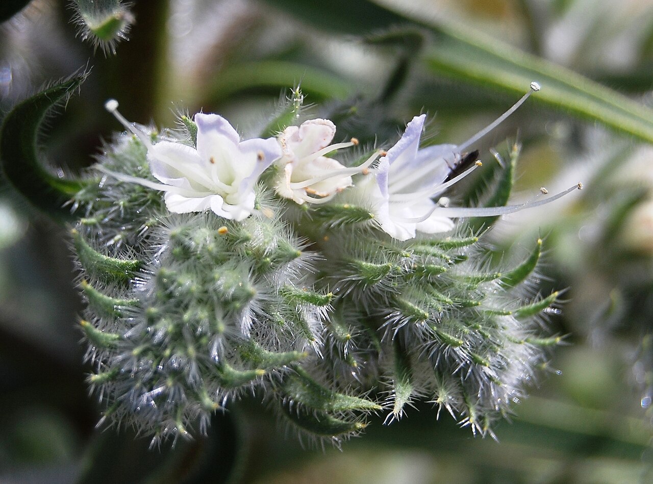 Italian viper's bugloss: Echium italicum subsp. siculum Riserva naturale Monte Pellegrino , Palermo