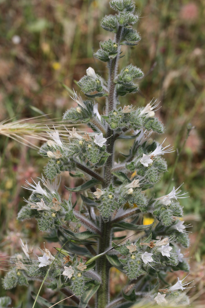 Italian viper's bugloss (Echium italicum)