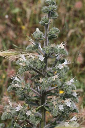 Italian viper's bugloss (Echium italicum)
