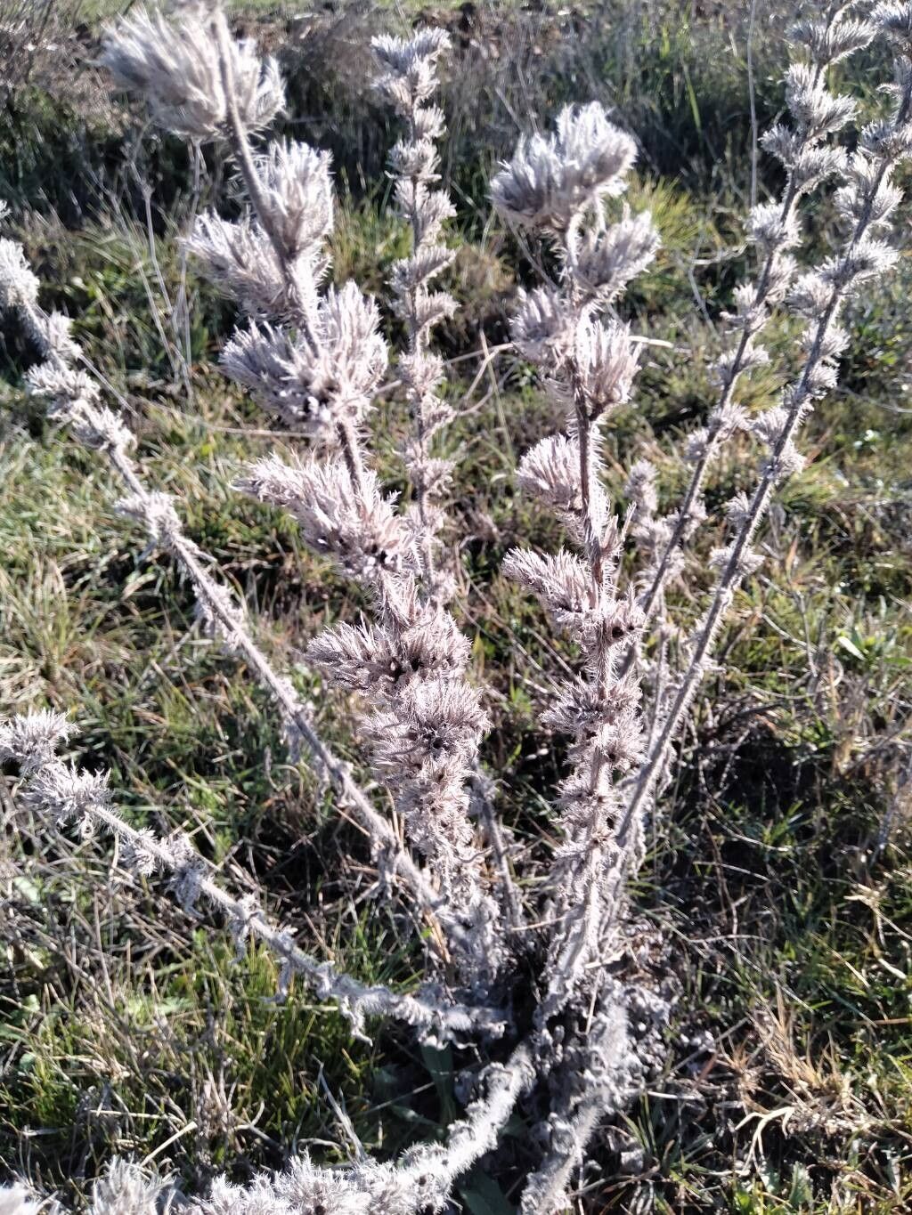 Italian viper's bugloss (Echium italicum)