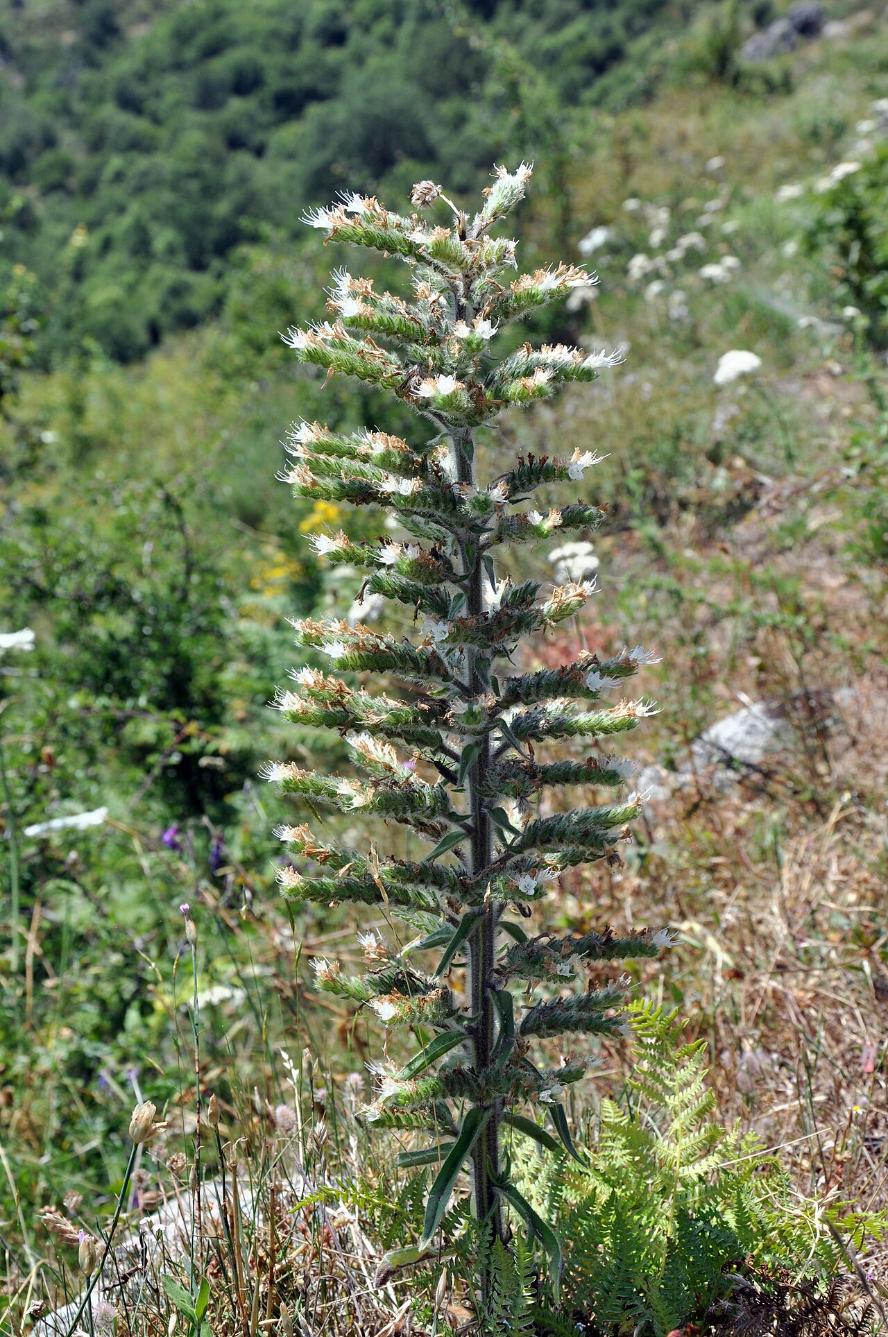 Italian viper's bugloss: Echium italicum subsp. italicum