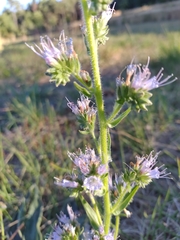 Violet-vein viper's bugloss (Echium lusitanicum)