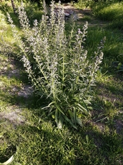 Violet-vein viper's bugloss (Echium lusitanicum)