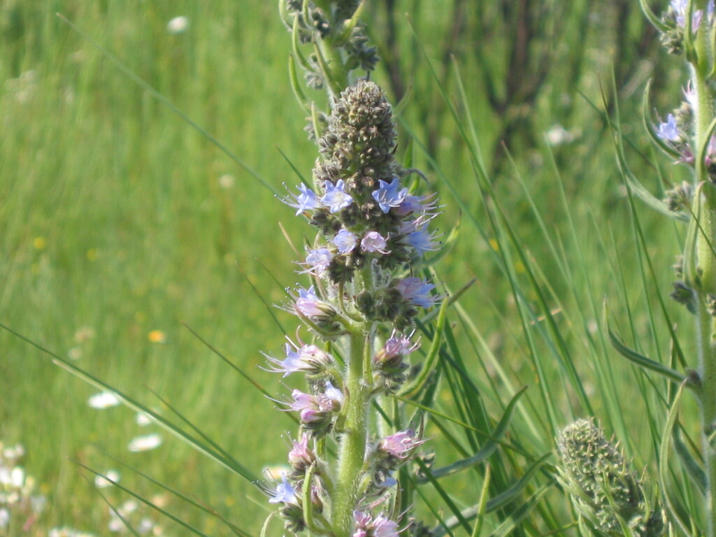 Violet-vein viper's bugloss (Echium lusitanicum)