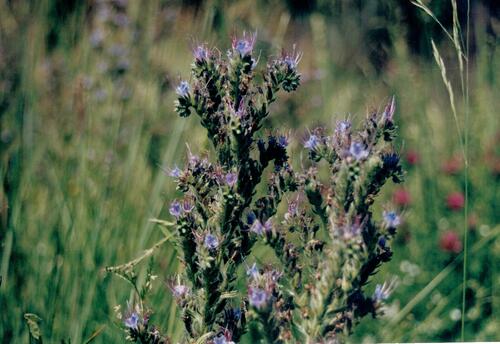 Violet-vein viper's bugloss (Echium lusitanicum)