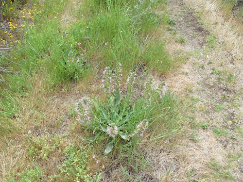 Violet-vein viper's bugloss (Echium lusitanicum)