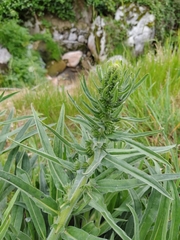 Violet-vein viper's bugloss (Echium lusitanicum)
