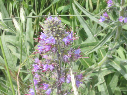Violet-vein viper's bugloss (Echium lusitanicum)