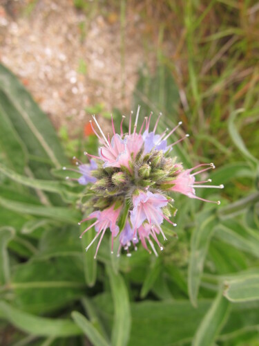 Violet-vein viper's bugloss (Echium lusitanicum)