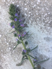 Violet-vein viper's bugloss (Echium lusitanicum)