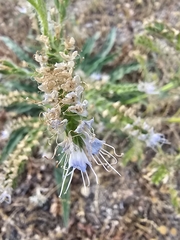 Violet-vein viper's bugloss (Echium lusitanicum)