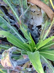 Violet-vein viper's bugloss (Echium lusitanicum)