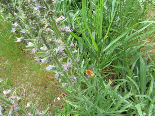Violet-vein viper's bugloss (Echium lusitanicum)