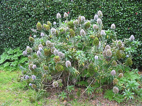 Echium nervosum: Prächtiger Natternkopf ( Echium nervosum ) - Habitus