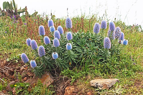 Echium nervosum: Echium nervosum near Ponta do Pargo, Madeira, Portugal