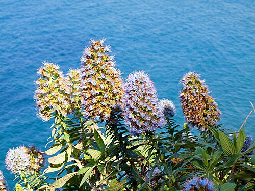 Echium nervosum: Echium nervosum , Madeira