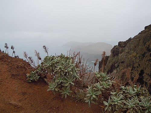 Echium nervosum: Echium nervosum , après floraison, Ponta de São Lourenço