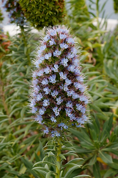 Echium nervosum: Echium nervosum W.T.Aiton (1810) , inflorescence; Funchal , Madeira , Portugal .