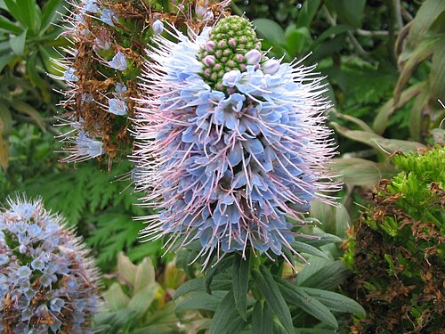 Echium nervosum: Prächtiger Natternkopf ( Echium nervosum ) - Flower