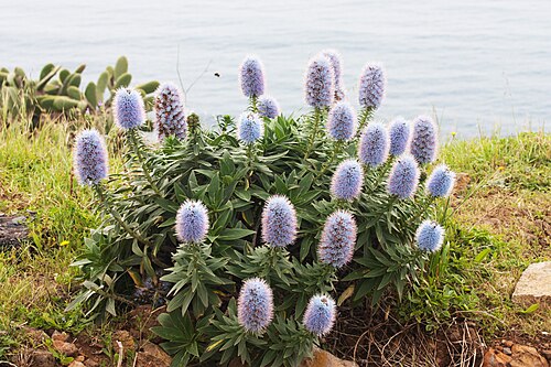 Echium nervosum: Echium nervosum inear von Ponta do Pargo, Madeira, Portugal