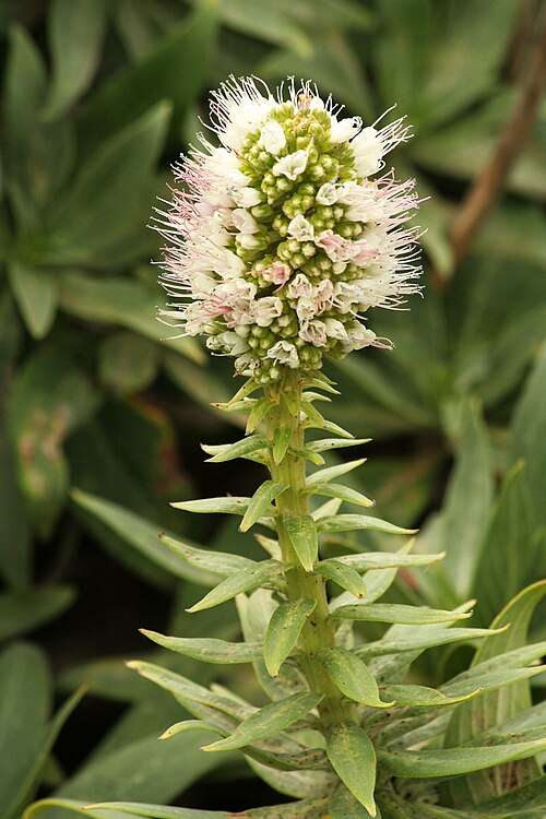 Echium nervosum: Echium nervosum, white-flowering, Ponta de São Lourenço, Madeira, Portugal