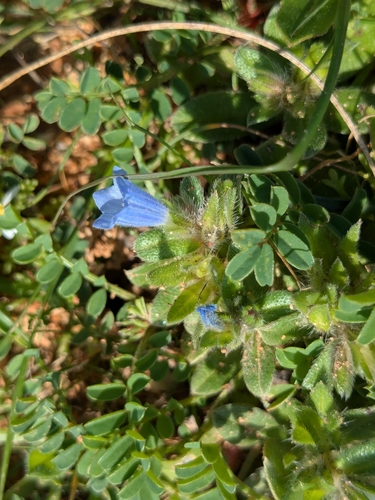 Echium parviflorum (Echium parviflorum)