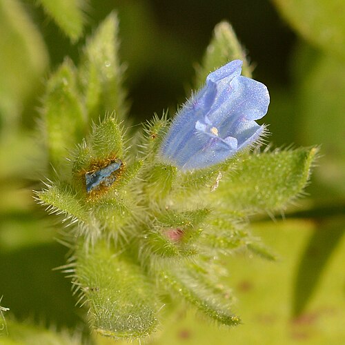 Echium parviflorum: Small-flowered Viper's-Bugloss (Viperina Parviflora) ( Echium parviflorum ) in Cagliari, Italy.