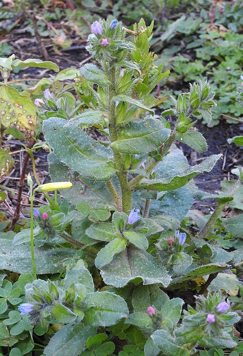 Echium parviflorum: Echium parviflorum , Monte Pellegrino near Palermo, Sicily , Italy