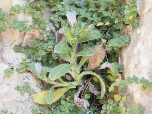 Echium parviflorum (Echium parviflorum)